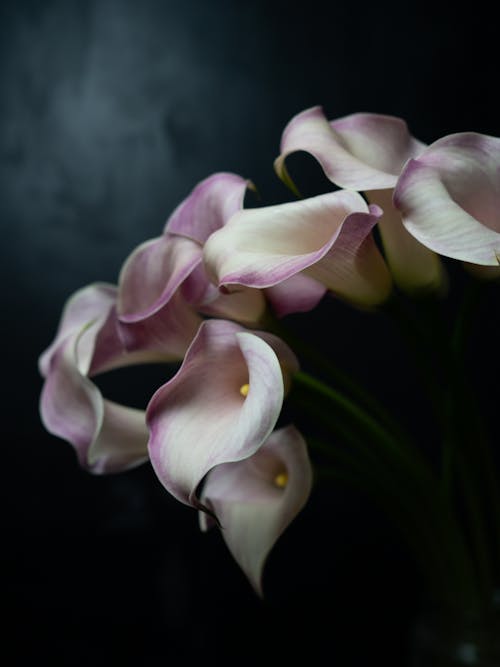 Blossoming wavy white and purple flowers with spathes and pleasant scent on dark background