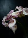 Blossoming wavy white and purple flowers with spathes and pleasant scent on dark background