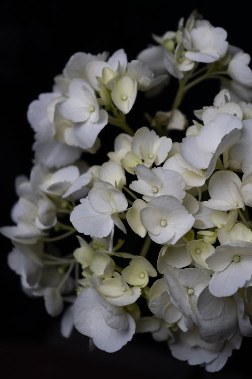 Δωρεάν στοκ φωτογραφιών με asterids, eudicots, hydrangeaceae