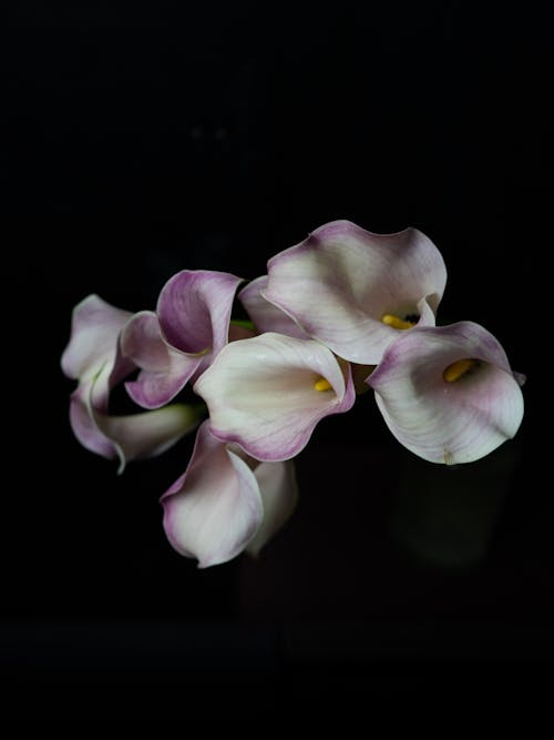 Free Blooming white and violet flowers with spadices among spathes with pleasant aroma on black background Stock Photo