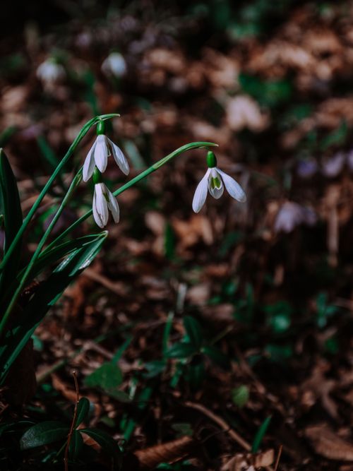 Free Close-up of blooming snowdrops in a lush Hungarian forest, signaling early spring. Stock Photo