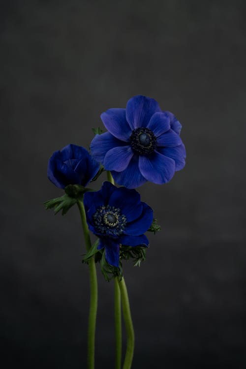 Kostnadsfri bild av anemon, blå blomma, blomning