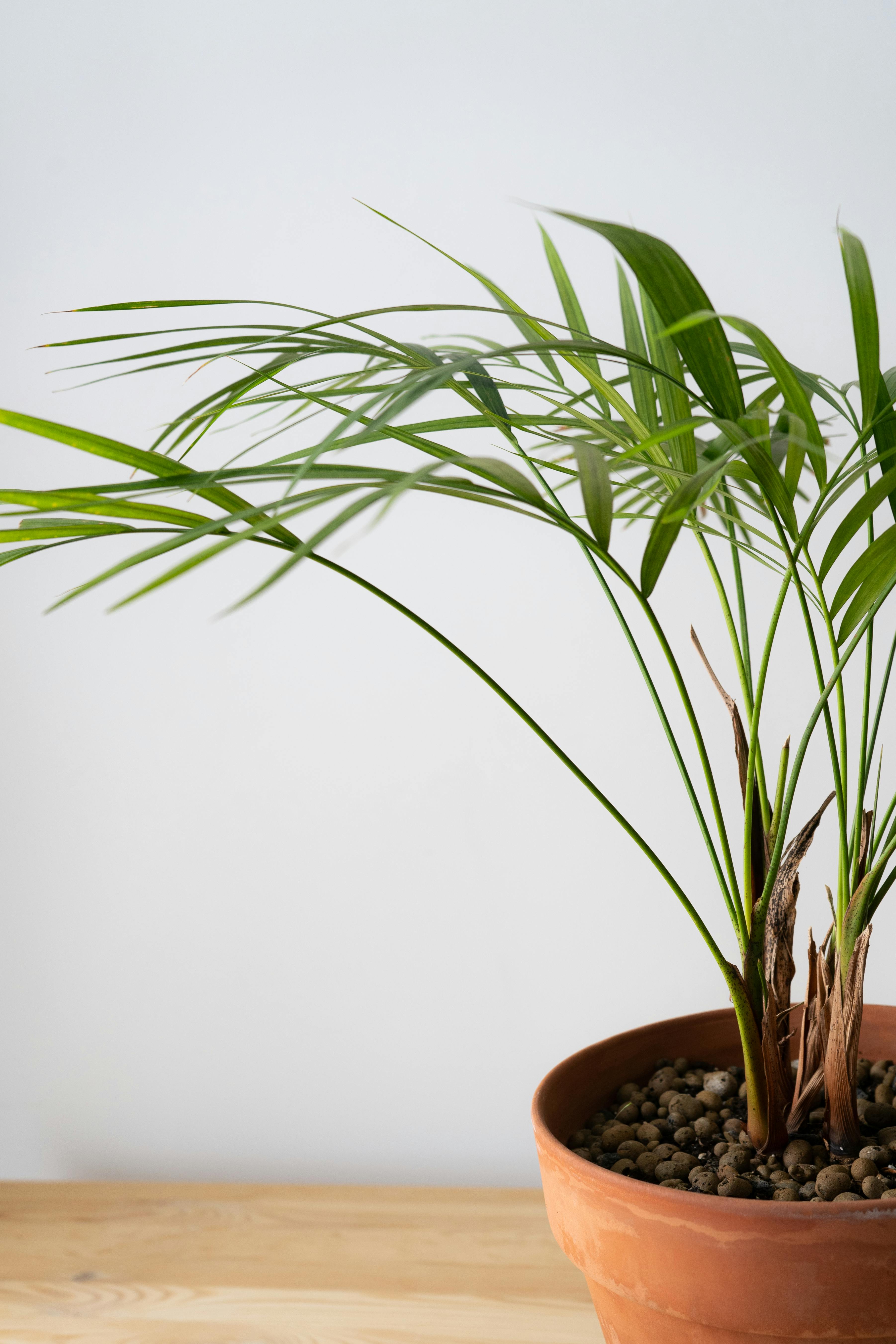 Areca palm in pot on table at home
