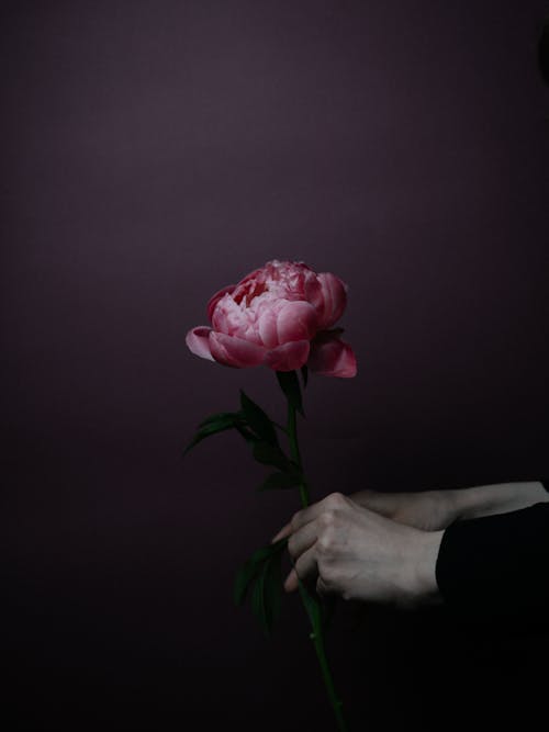 Crop unrecognizable person showing blossoming pink flower with curved tender petals and pleasant scent