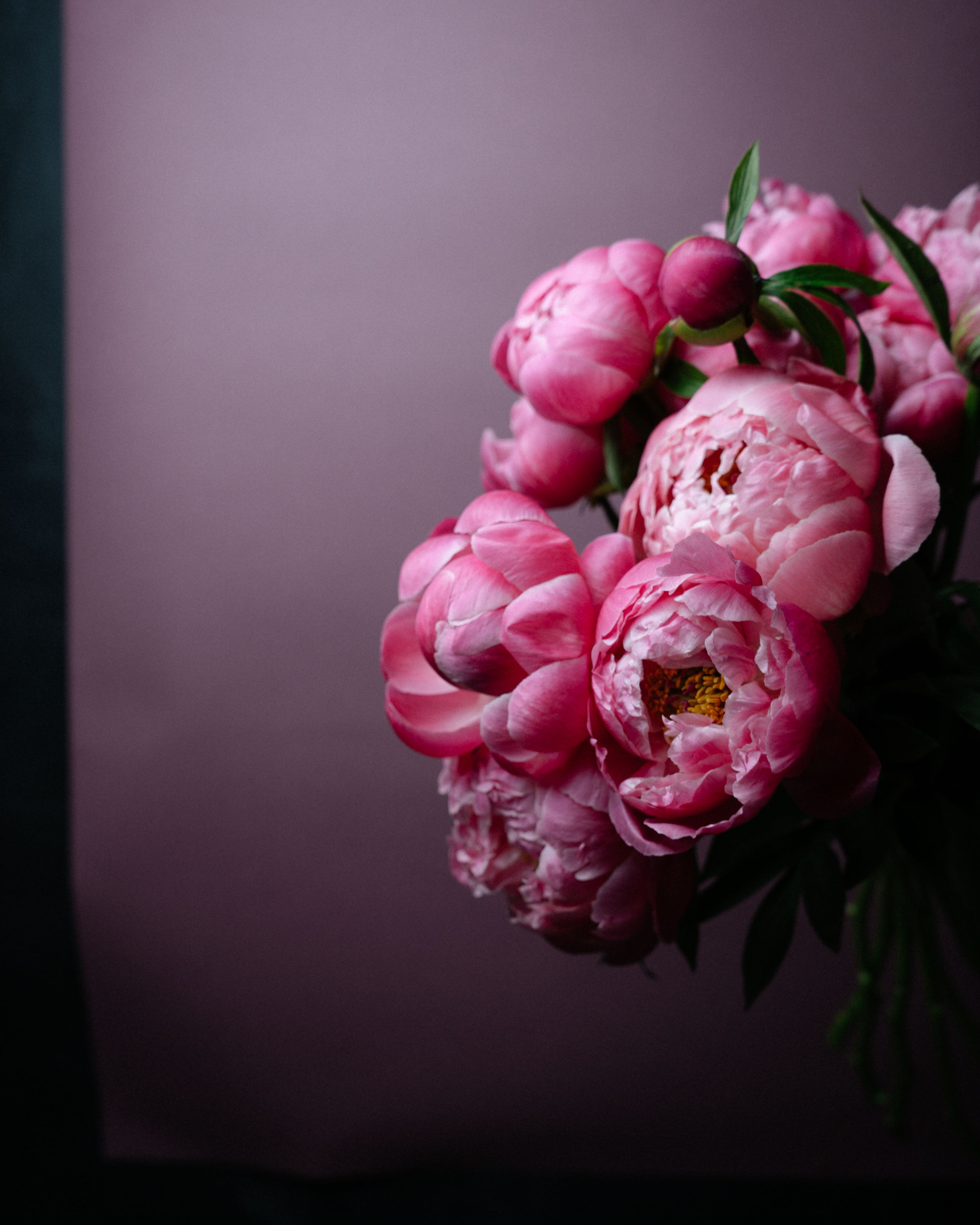 Peony color symbolism