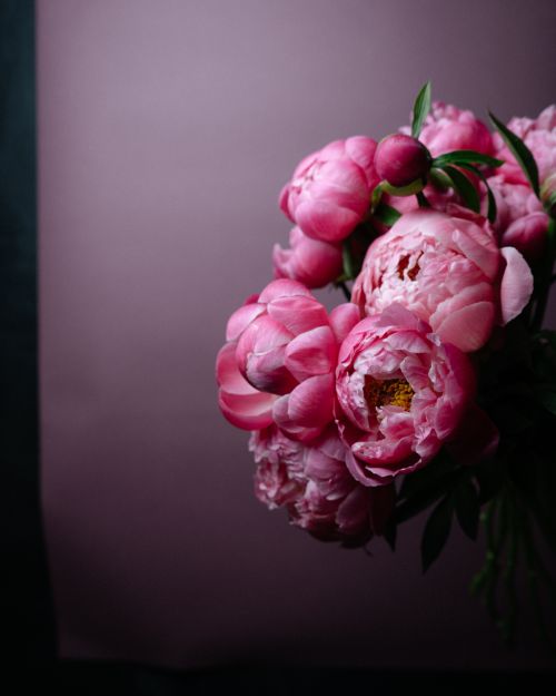 Free Close-up of a blooming pink peony bouquet with a delicate and elegant presentation. Stock Photo