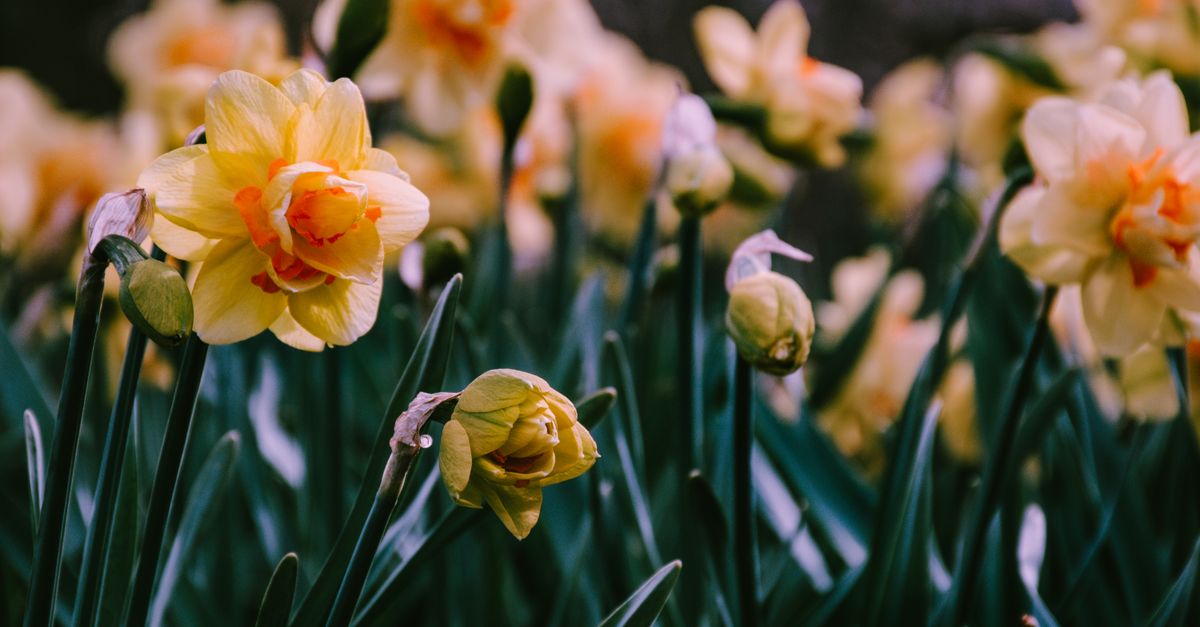 Narcisse : Guide Plantation et Entretien Complet