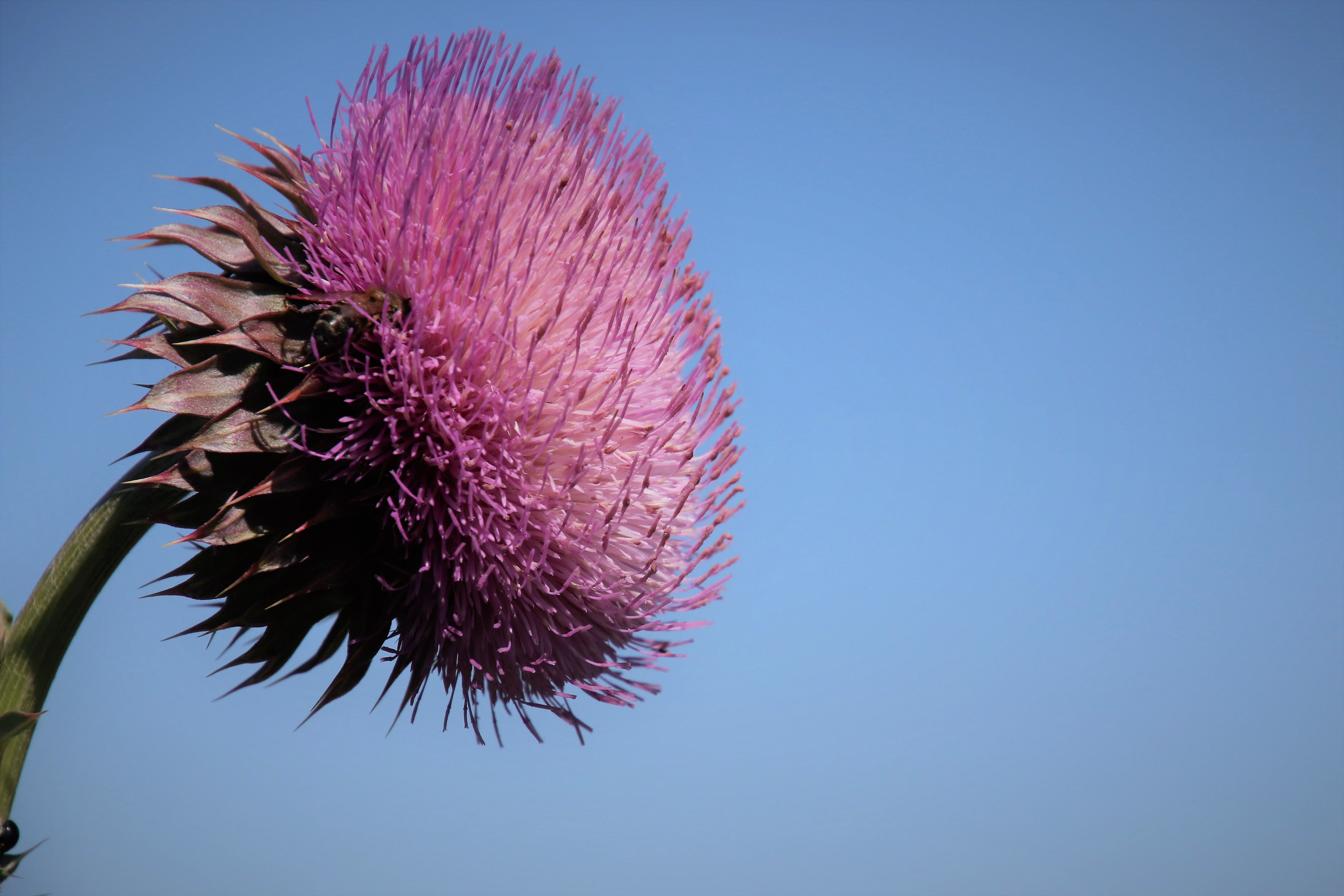 free-stock-photo-of-bee-blue-sky-country