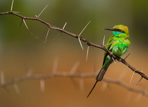Free Hummingbird Perched on a Prickly Branch Stock Photo
