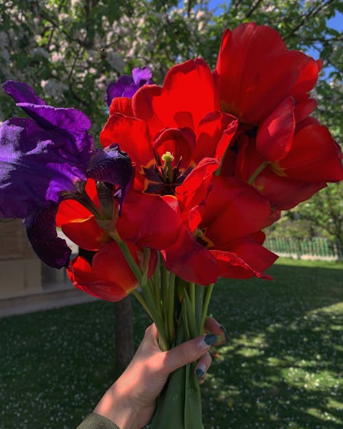 Fotobanka s bezplatnými fotkami na tému červené tulipány, jar, jarné kvety