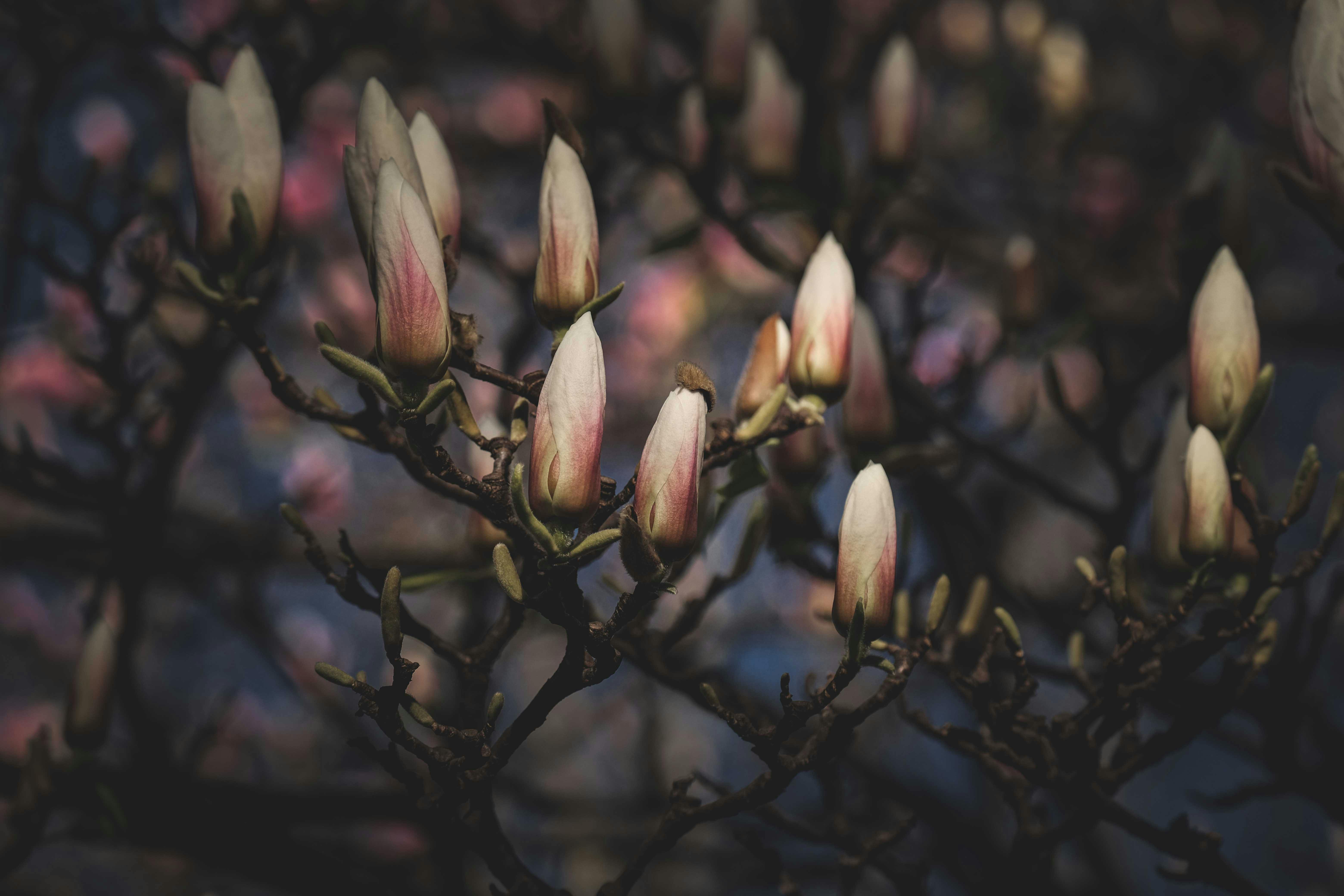 Efek pasang susuk kantil diwajah 