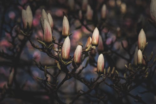 Closeup of delicate blooming buds of magnolia flowers growing on thin twigs of tree