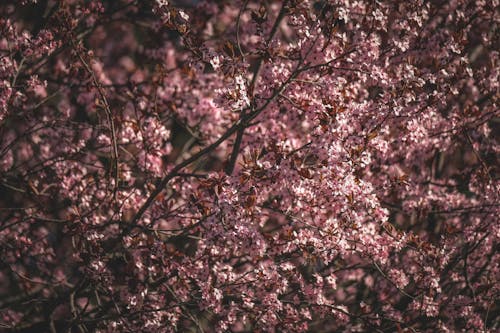 Blooming cherry tree flowers in park