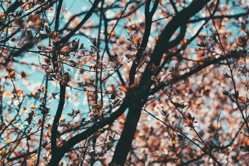 Free Full frame of blooming flowers on branches of tree under blue sky on sunny day Stock Photo