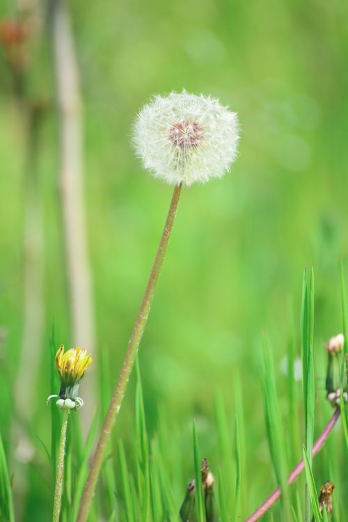 Free A bright spring close-up of a fluffy dandelion in a lush green grass field in Romania. Stock Photo
