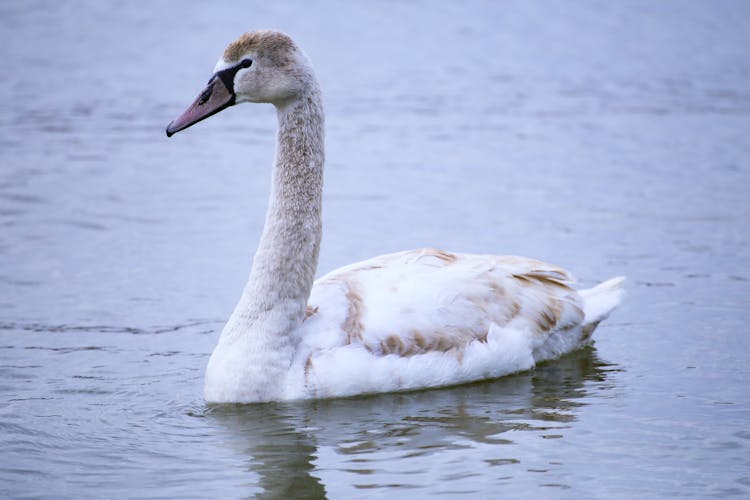 Beautiful White Swan On Water