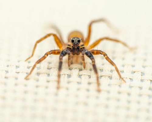Darmowe zdjęcie z galerii z arachnofobia, bilon, biologia