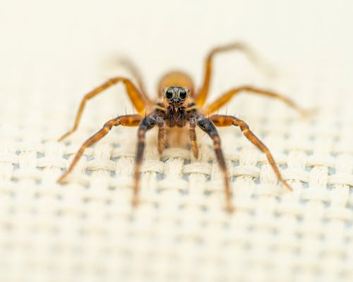 Gratis stockfoto met angstaanjagend, arachnophobia, attent