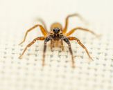 From above closeup of spooky Carolina wolf spider crawling on wicker surface on sunny day