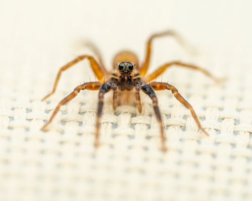 Free From above closeup of spooky Carolina wolf spider crawling on wicker surface on sunny day Stock Photo