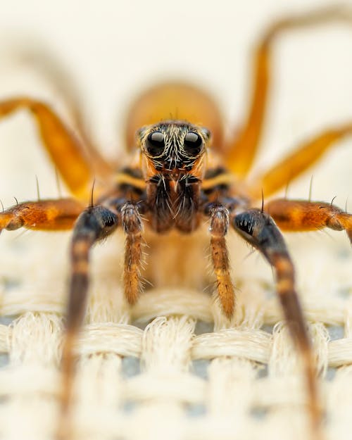 Macro of brown exotic Hogna carolinensis spider crawling on wicker surface in daylight