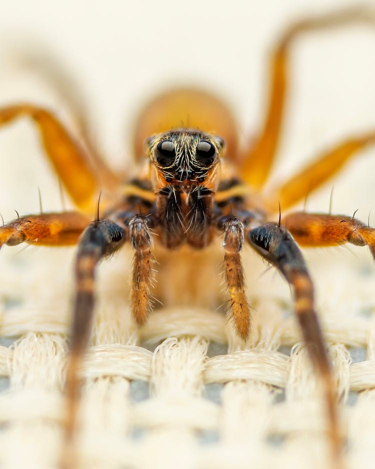 Attentive Carolina Wolf Spider Standing On Weaved Surface