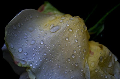 Kostnadsfri bild av blomma, daggdroppar, efter regnet