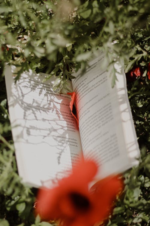 Opened book in grassy meadow with blooming poppy