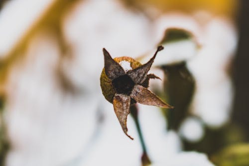 Macrofotografie Van Bruin Verdorde Bloemblaadjesbloem