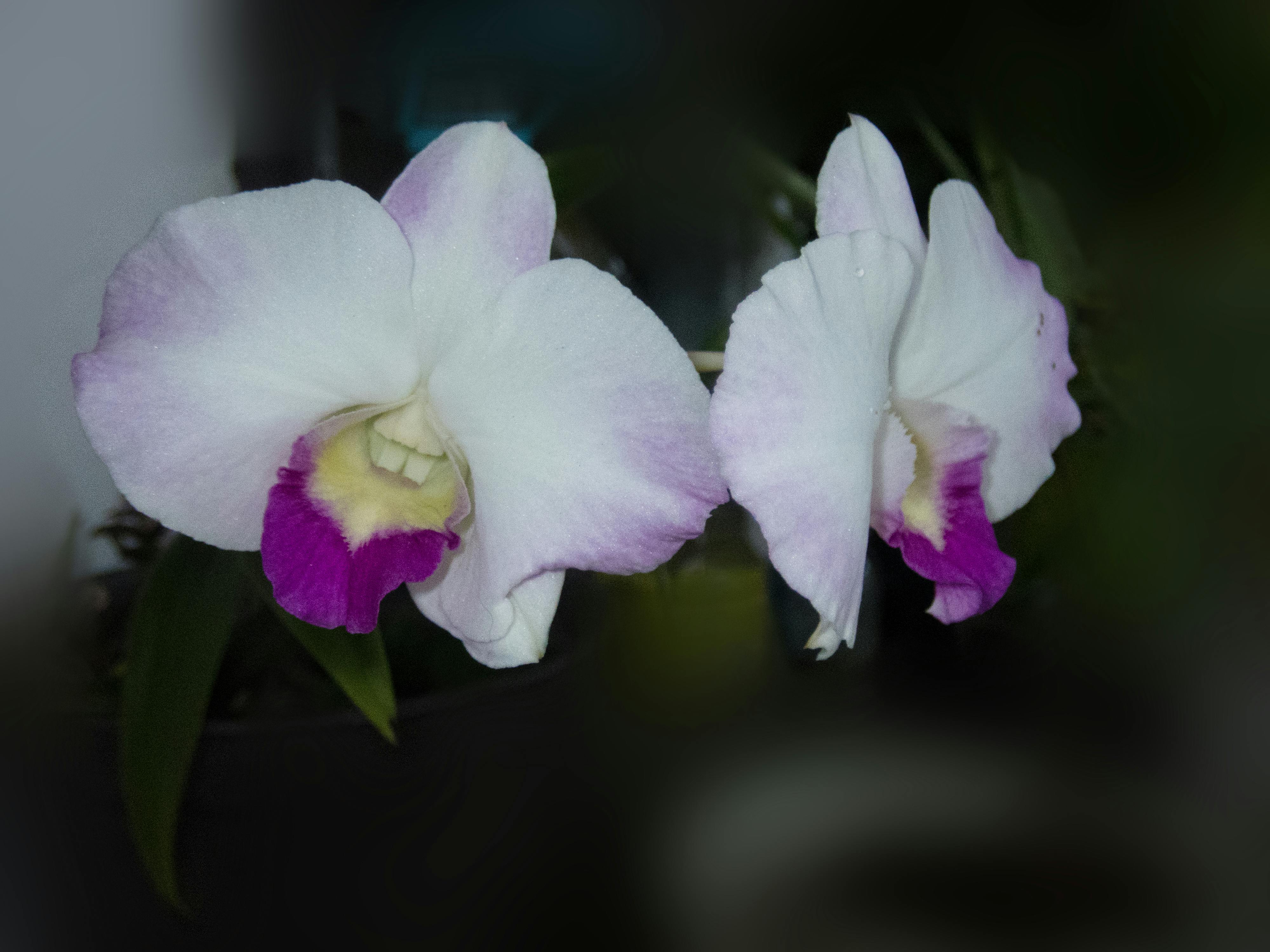 Imagine De Stoc Gratuită Cu Flori Natură Orhidee