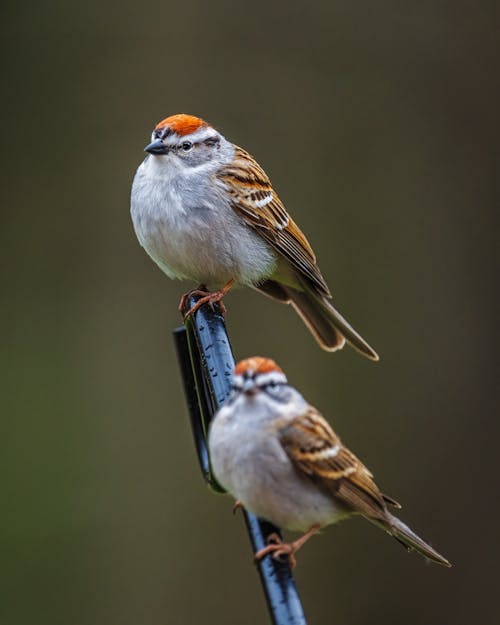 Adorable Spizella passerina birds sitting on twig