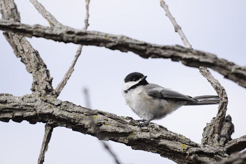  Bird Perched on Brown Tree Branch