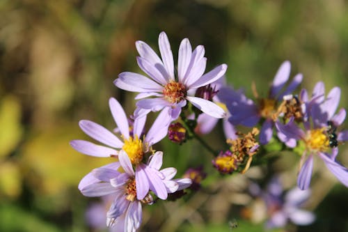 Fotobanka s bezplatnými fotkami na tému bokeh, denné svetlo, exteriéry