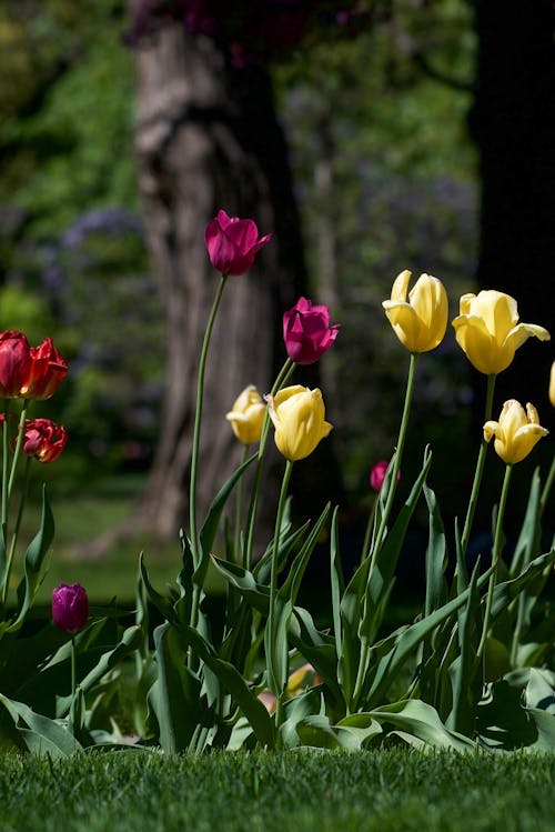 Free Foto stok gratis berkembang, bunga, bunga tulip Stock Photo
