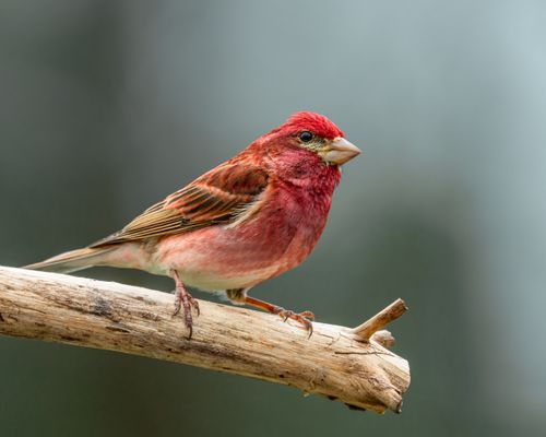 Free Side view of red male purple finch bird sitting on tree twin and looking away in park Stock Photo