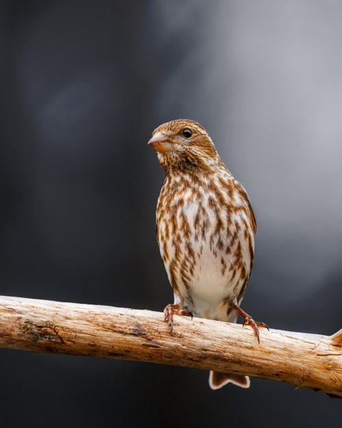 Free Attentive female Haemorhous purpureus bird sitting on tree twig and looking away in forest on sunny day Stock Photo