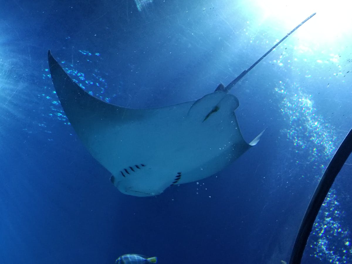 A breakfast scene with coffee, toast, and fruit on a wooden table