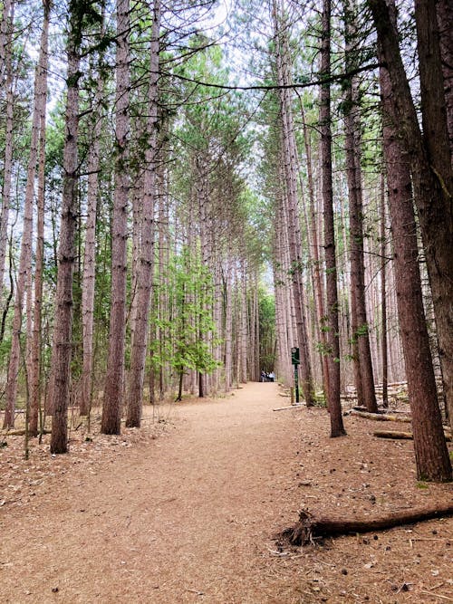 Free Unpaved Trail in a Forest Full of Tall Trees Stock Photo