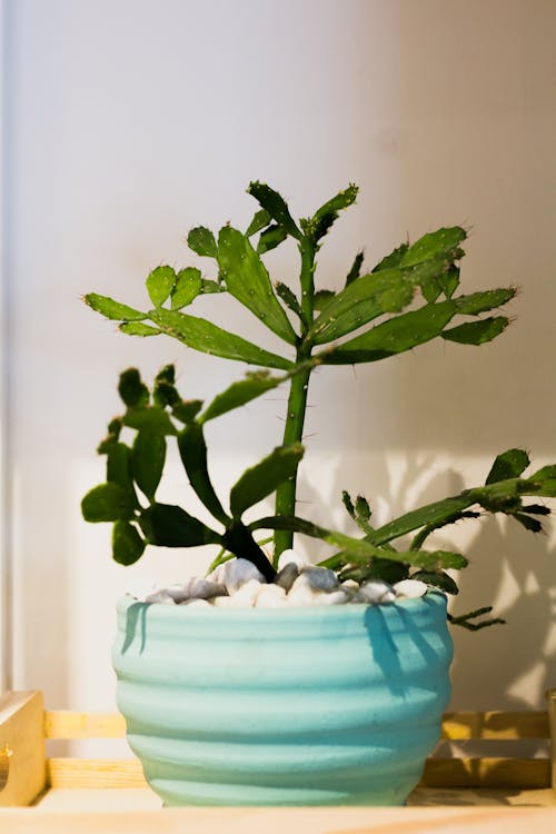 A Cactus in a Pot
