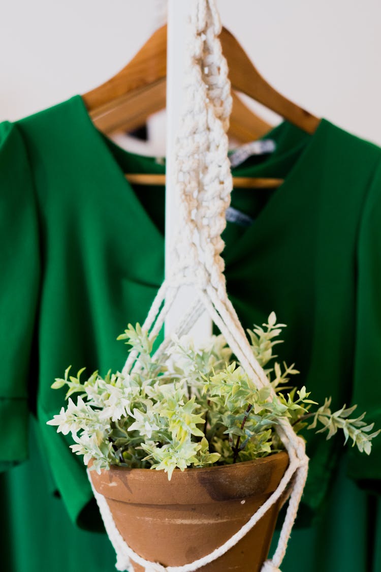 A Plant On A Plant Hanger