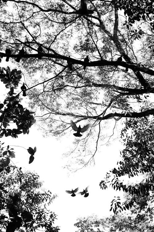 Gratis stockfoto met boomtakken, eenkleurig, grayscale
