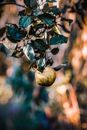 Rotting Fruit on Tree