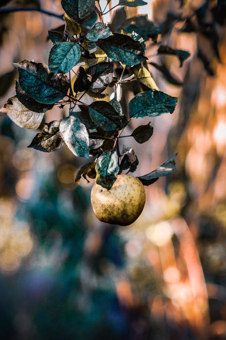 Rotting Fruit On Tree