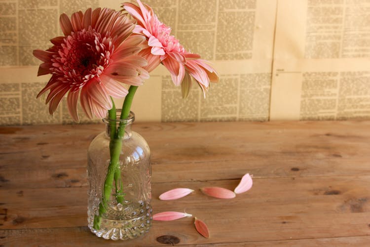 Pink Gerbera Daisies In A Vase