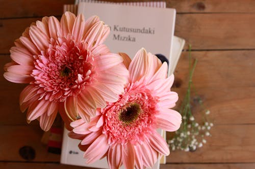 Gratis stockfoto met barberton daisy, bloeien, bloemen