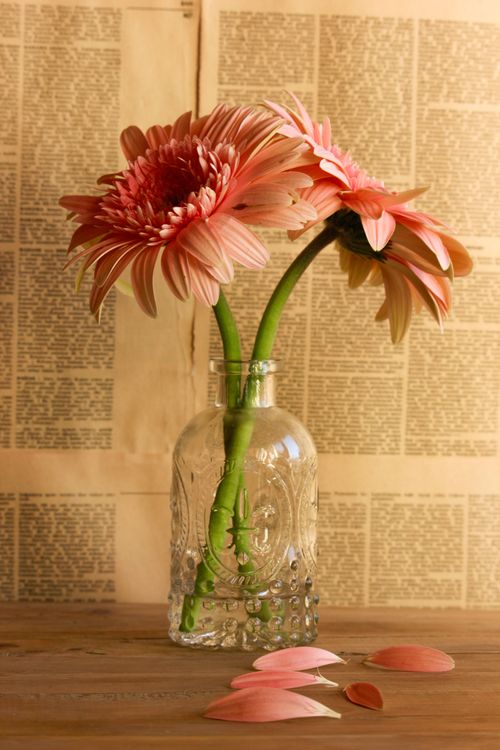 Free Pink gerbera daisies beautifully arranged in a clear vintage glass vase against a background of pages. Stock Photo