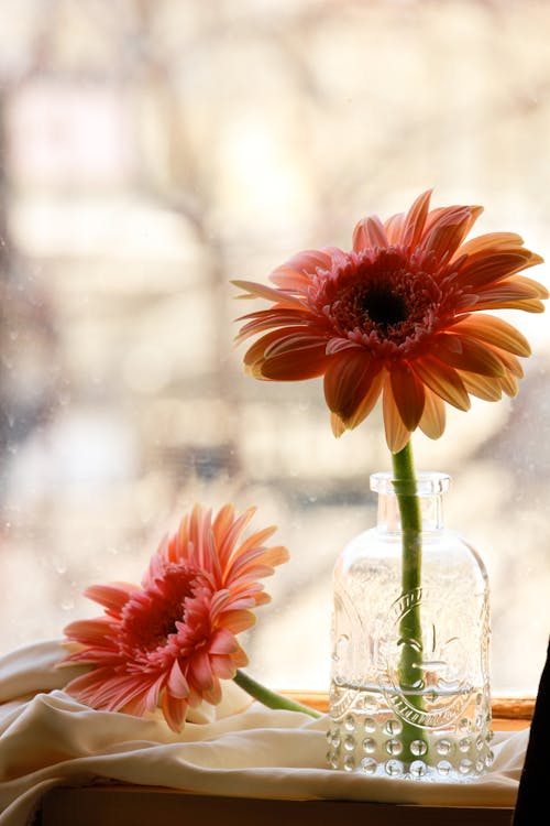 Daisy Flowers in Clear Glass Jar