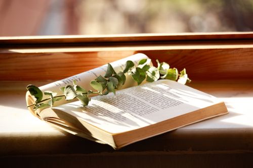Free An open book with a eucalyptus branch rests on a sunlit windowsill, creating a serene and natural ambiance. Stock Photo