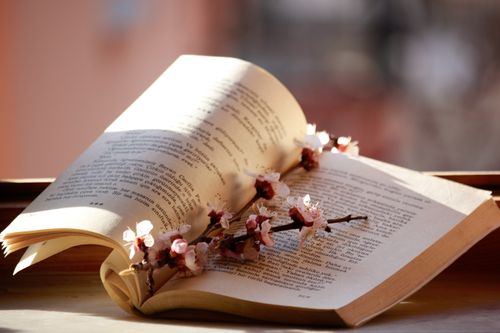 Free Open book with delicate blossoms on a window ledge, bathed in warm sunlight. Stock Photo
