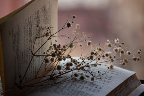 Free Close-up of dried flowers resting on an open book, creating a serene and contemplative scene. Stock Photo